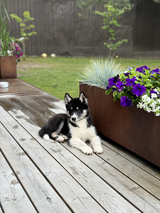 MÜÜA aktiivne, armas kutsikas. Ema Husky. Hoolivasse peresse (1 foto / 4)
