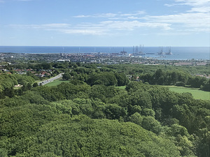 Puu eemaldamine ja pügamine (4 foto / 5)