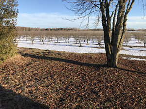 Puu eemaldamine ja pügamine (5 foto / 5)