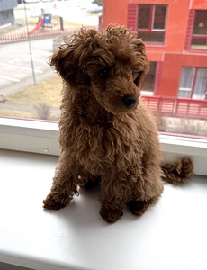Mini poodle (1 foto / 2)
