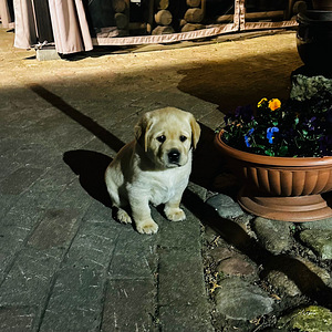 Щенки в поиске нового дома (3 фото из 6)