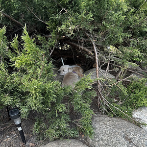 Щенки в поиске нового дома (5 фото из 6)