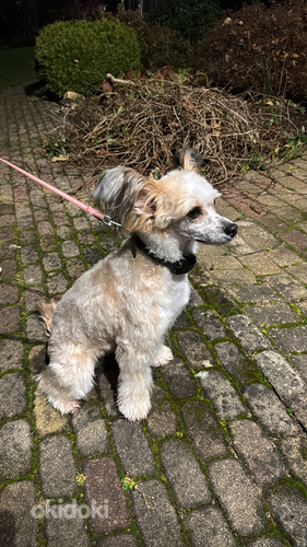 Ķīnas cekulainais zēns meklē draudzeni.