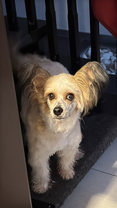 Ķīnas cekulainais zēns meklē draudzeni. (2 foto no 5)