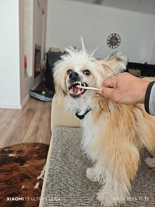 Ķīnas cekulainais zēns meklē draudzeni. (3 foto no 5)