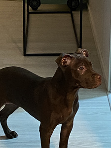 Amerikanpitbullterrieri (2 valokuva sivusta 5)