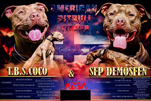 Amerikanpitbullterrieri (4 valokuva sivusta 5)