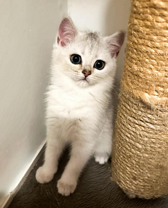 Söpöt kissanpennut (1 valokuva sivusta 9)