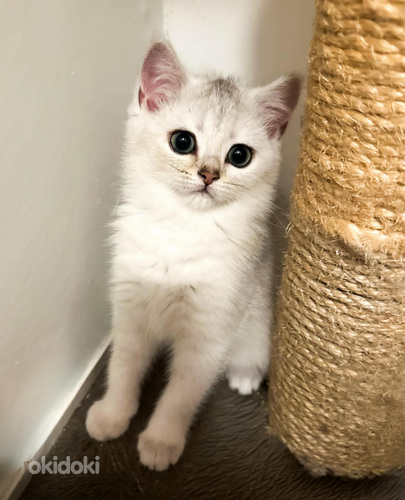 Söpöt kissanpennut