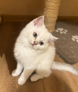 Söpöt kissanpennut (7 valokuva sivusta 9)