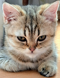Шотландские котята. (1 фото из 5)