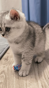 Скоттиш страйт 1 мальчик (6 фото из 7)