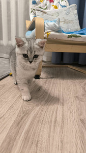 Скоттиш страйт 1 мальчик (2 фото из 7)