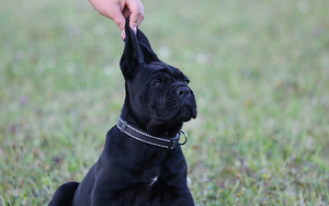 Cane Corso Italiano kucēni meklē mājas (6 foto no 9)