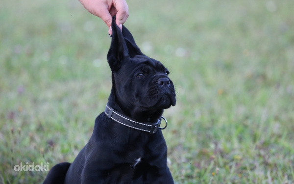 Cane Corso Italiano kucēni meklē mājas (foto #6)