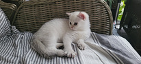 Kissapentu