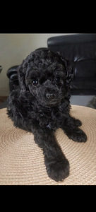 Kääpiövillakoira (1 valokuva sivusta 3)