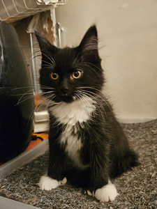 Mainecoon-laivakissa mix pennut (1 valokuva sivusta 2)