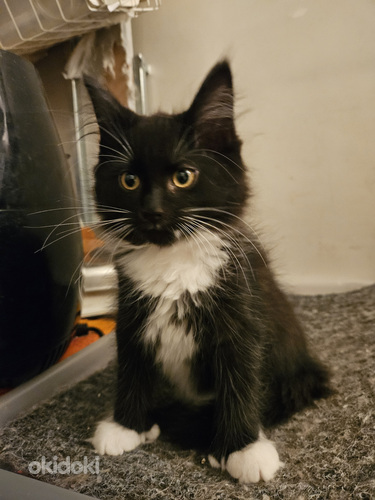 Mainecoon-laivakissa mix pennut