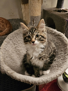 Mainecoon-laivakissa mix pennut (2 valokuva sivusta 2)