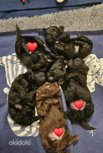 Русская болонка