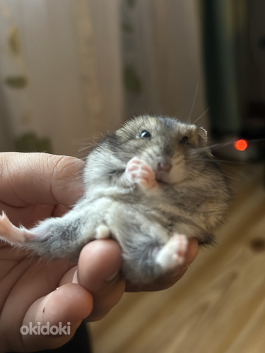 Джунгарики