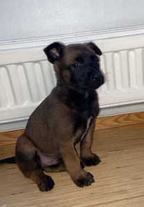 Malinois