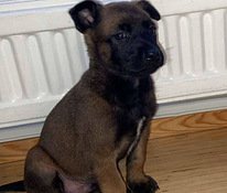 Malinois