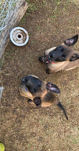 Malinois