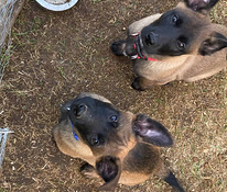 Malinois