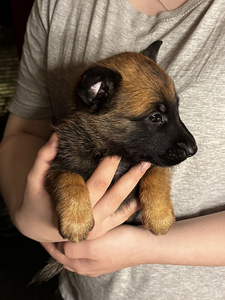 Malinois (1 valokuva sivusta 1)