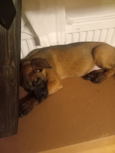 Malinois pennut (2 valokuva sivusta 4)