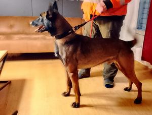 Malinois pennut (4 valokuva sivusta 4)