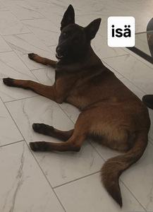 Malinois (4 valokuva sivusta 5)