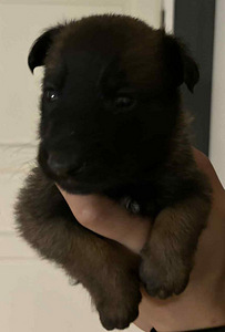 Malinois (2 valokuva sivusta 4)