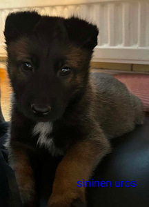 Malinois (1 valokuva sivusta 2)