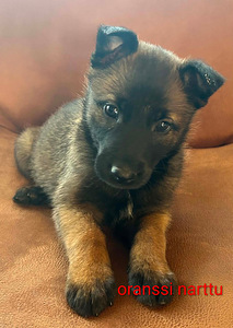 Malinois (2 valokuva sivusta 2)