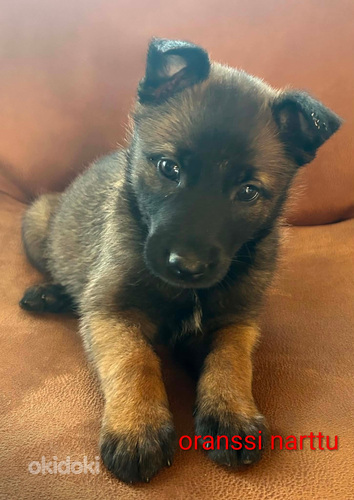 Malinois