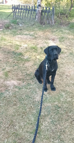 Cane corso