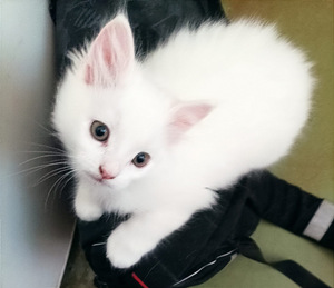 Персидские котята (1 фото из 10)