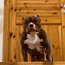 American bully pentue (valokuva #1)