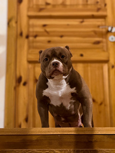 American bully pentue