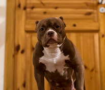 American bully pentue