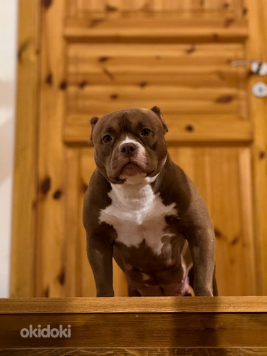 American bully pentue (valokuva #1)