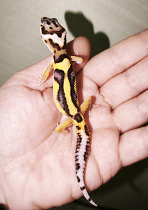 Gekko (2 foto / 2)