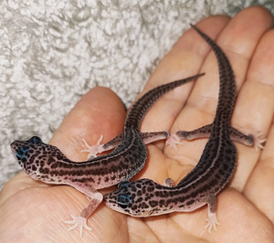 Gekko