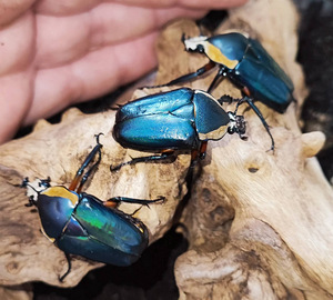 Dicronorhina derbyana (1 foto / 2)