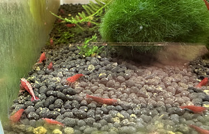 Krevetid "Bloody Mary" (1 foto / 5)
