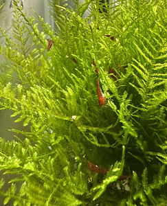 Krevetid "Bloody Mary" (4 foto / 5)