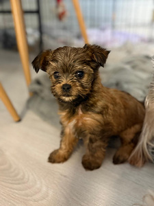 Narttu 9vikko (3 valokuva sivusta 3)